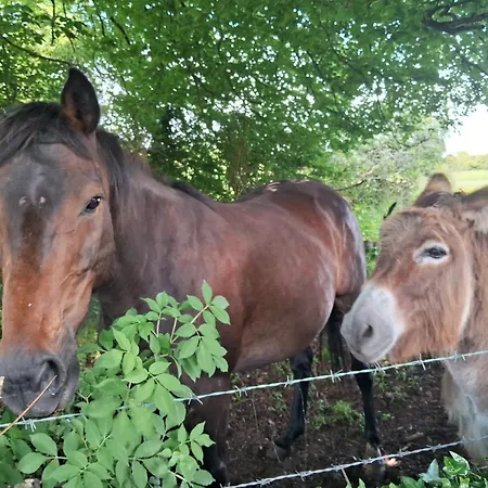 Stone Barn In Galway Countryside Apartamento
