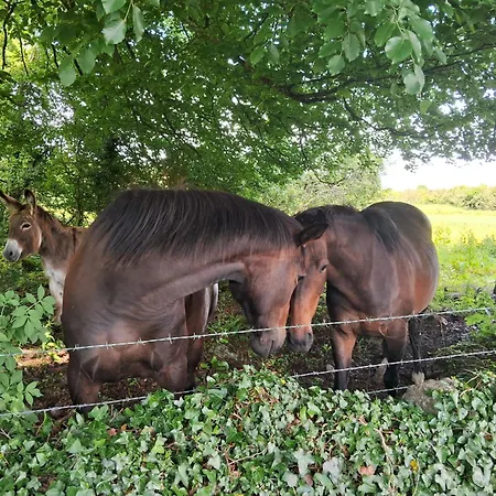 Stone Barn In Galway Countryside *