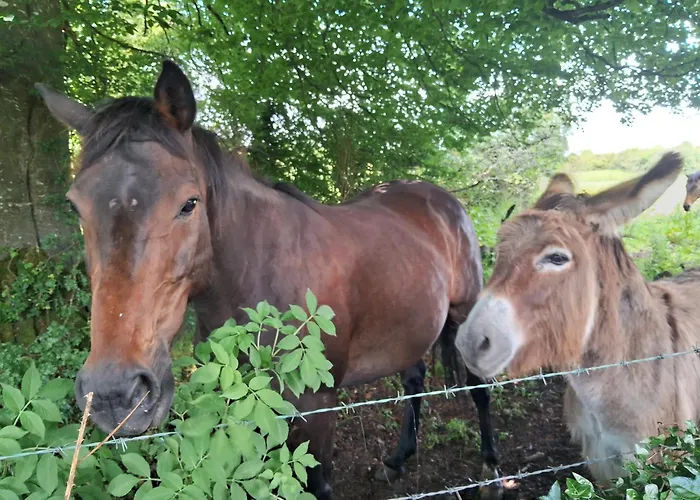 Stone Barn In Galway Countryside Apartamento