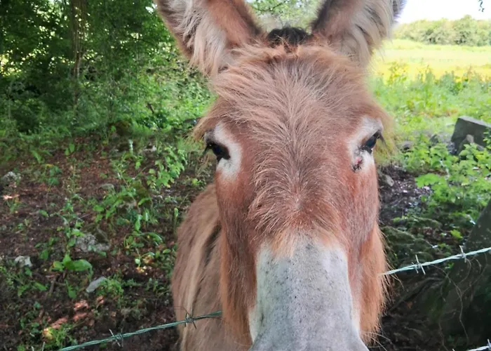Stone Barn In Galway Countryside Apartamento *