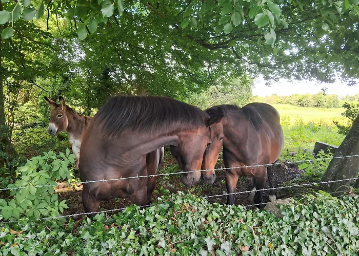 Stone Barn In Galway Countryside *